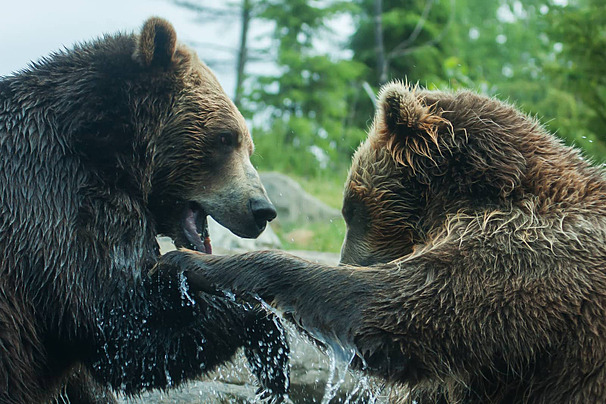 BEAR Mt.野生熊牧場

